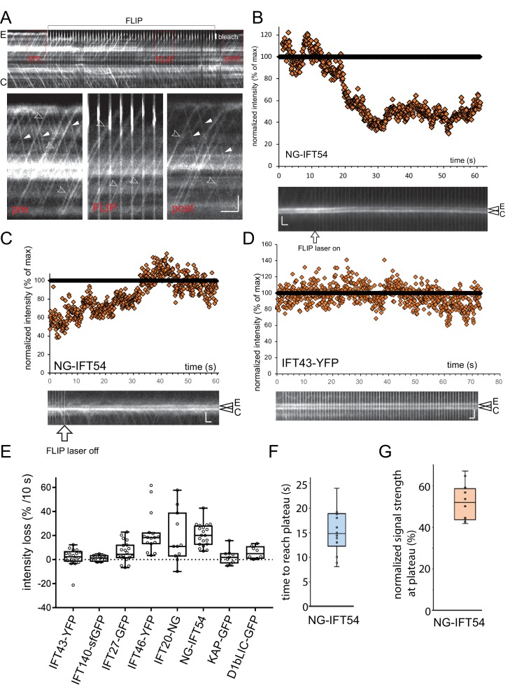 Figure 3—figure supplement 1.