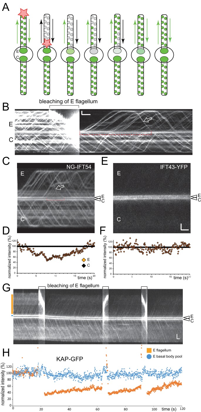 Figure 3—figure supplement 3.