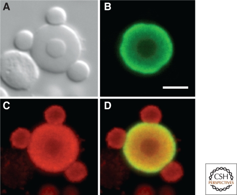 Figure 5.