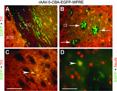 FIG. 4.