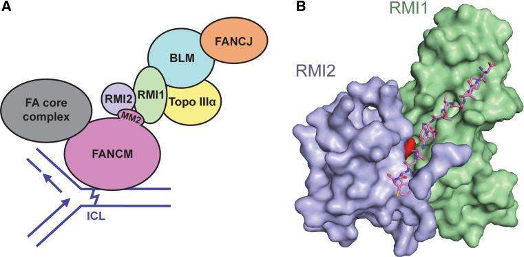 Fig. 4