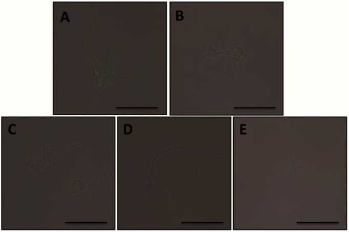 Supplementary Figure S1.