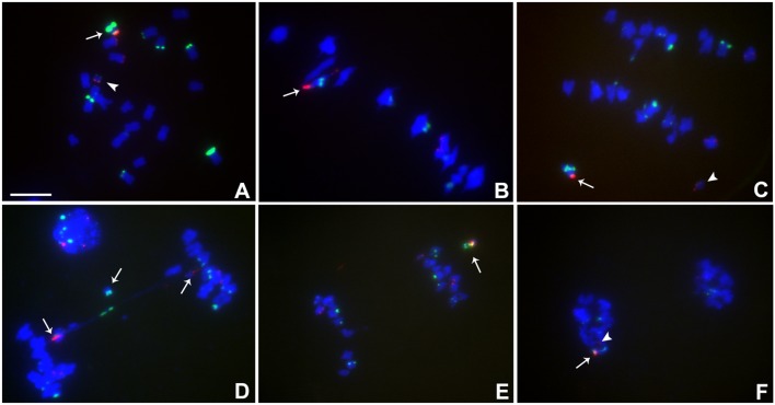 FIGURE 4