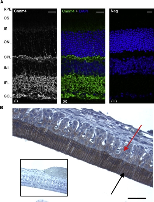 Figure 4