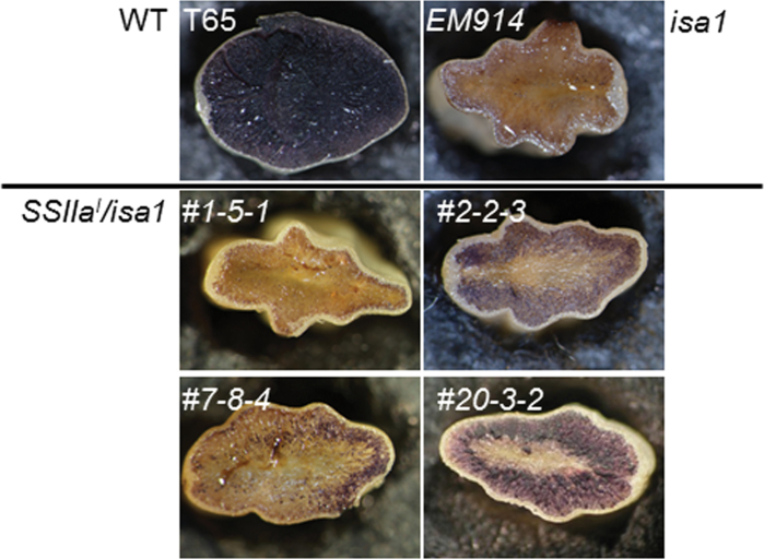 Fig. 3. 