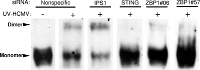 FIG. 8.