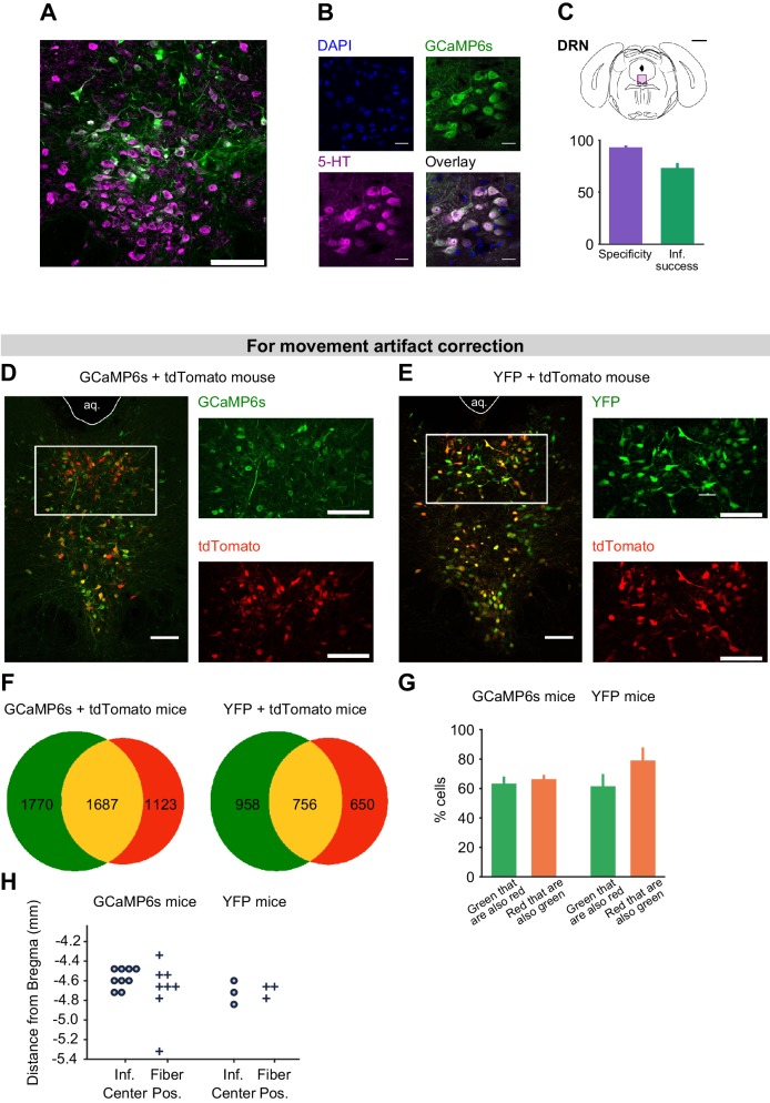 Figure 3—figure supplement 1.