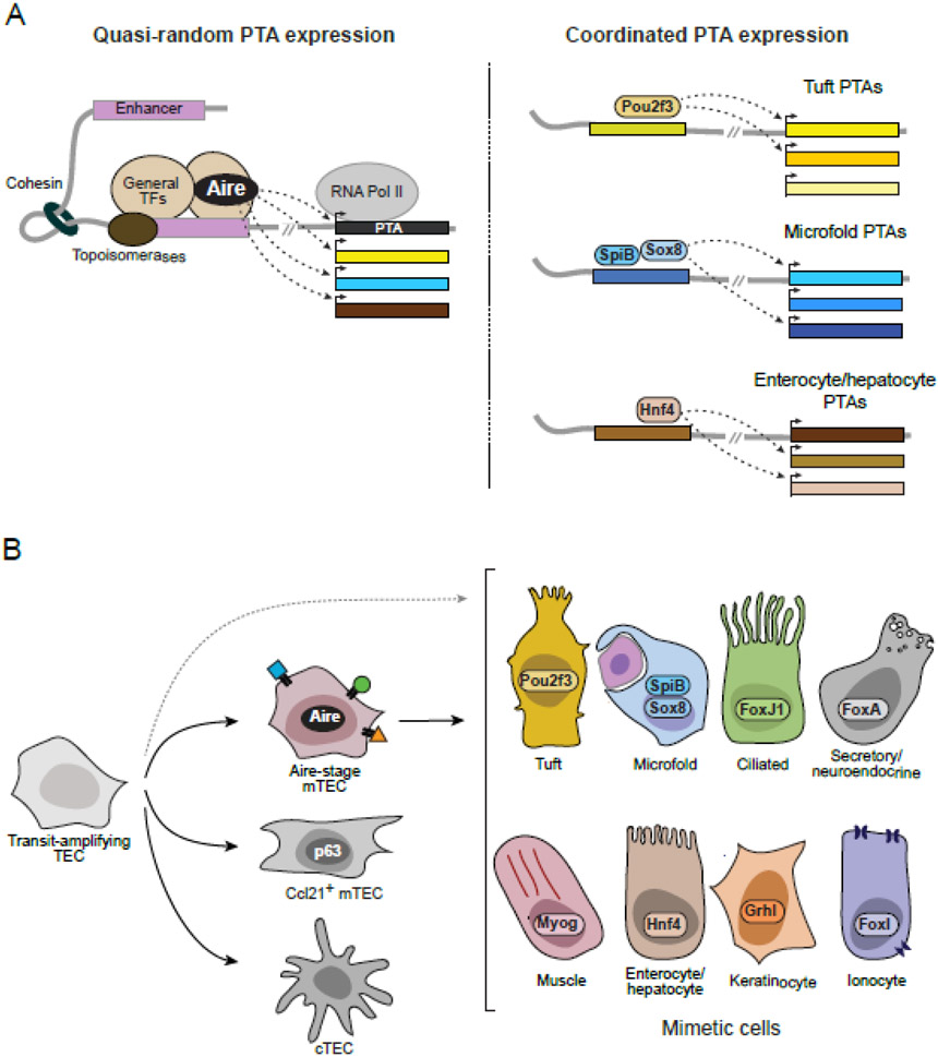 Figure 1 (Key Figure):