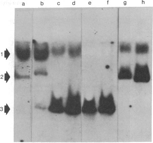 graphic file with name pnas00008-0267-a.jpg