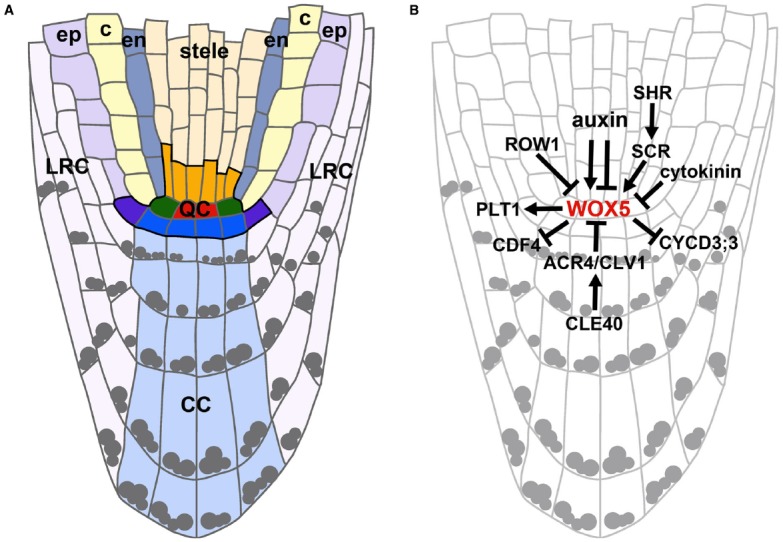 FIGURE 1