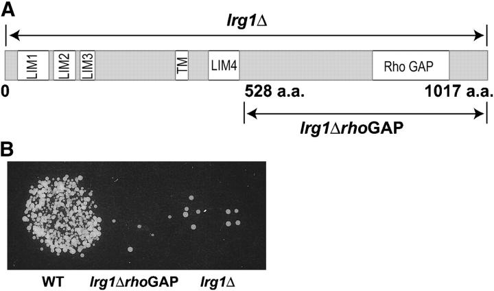 Figure 3.—