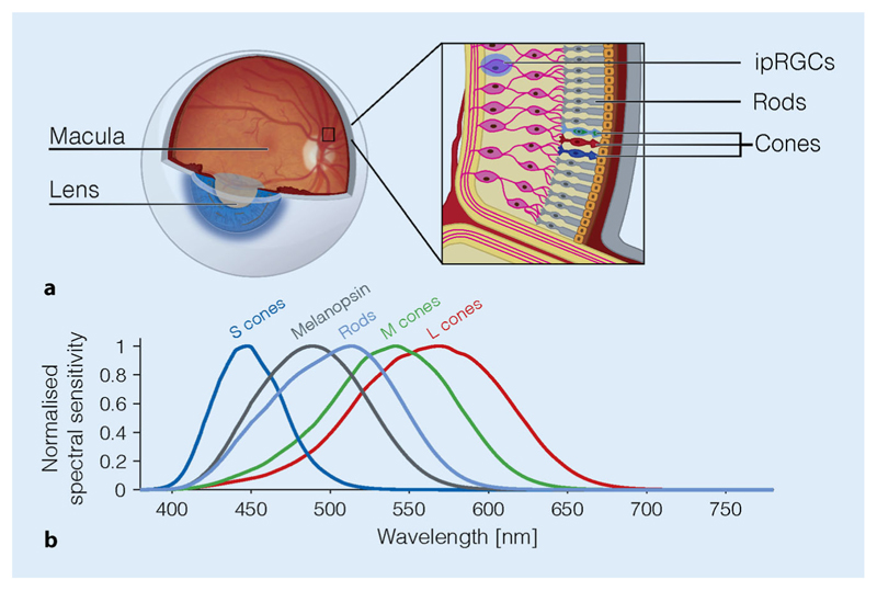 Fig. 3