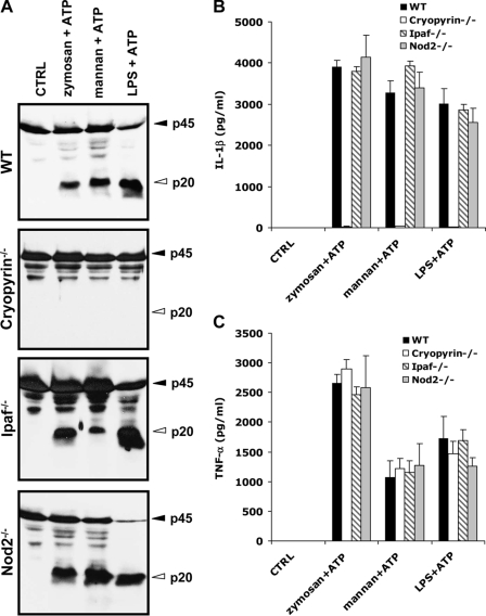 FIGURE 4.