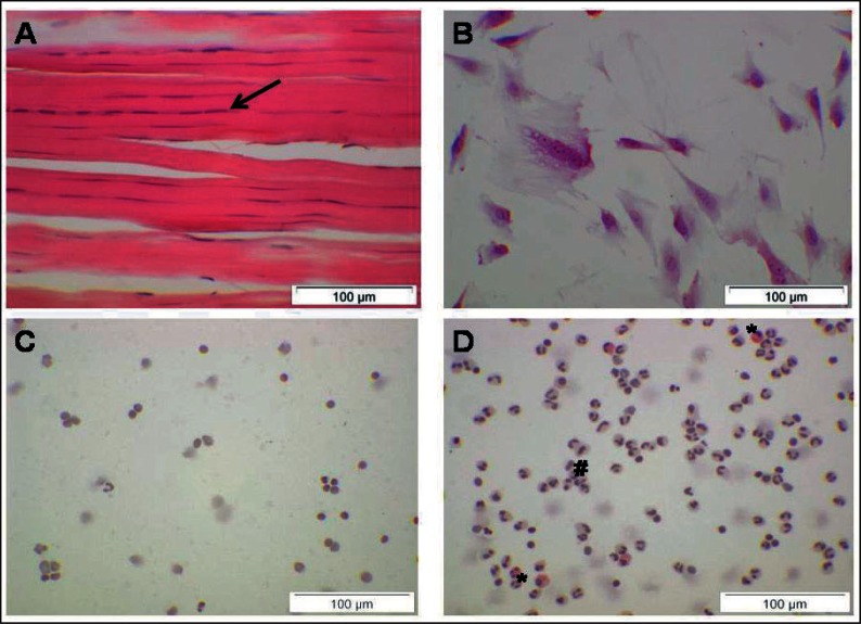 Figure 2A–D