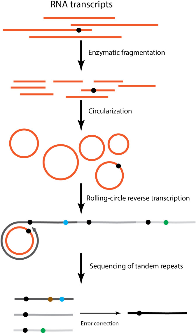 Figure 1—figure supplement 1.