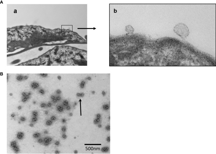 Figure 4