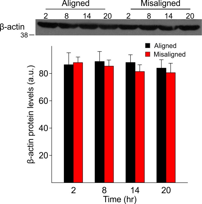 Figure 5—figure supplement 2.