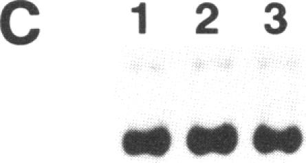 FIGURE 4. C