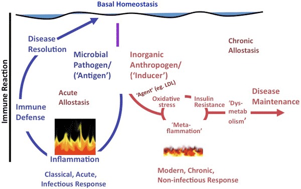 The left side of this figure shows that classical inflammation is ultimately resolved after inflammation, an immune defense reaction, and resolution. Metaflammation results in a low-level dysmetabolism, which can ultimately result in chronic disease. The order and other possible actions associated with metaflammation on the right side of the figure (ie, oxidative stress, metaflammation, and insulin resistance) are suggestive only but imply the mix of dysmetabolic actions associated with metaflammation. Adapted from Egger and Dixon (10). Abbreviation: LDL, low-density lipoprotein.