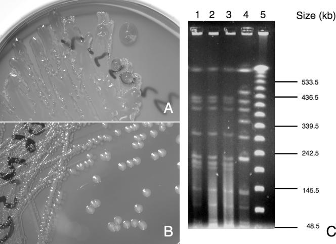 FIG. 1.