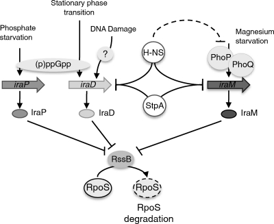 Fig 7