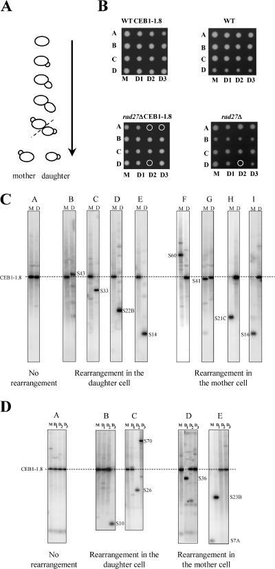 FIG. 4.