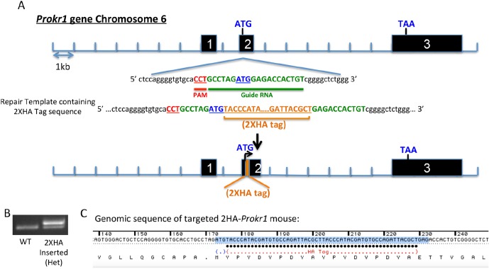 Figure 1—figure supplement 1.