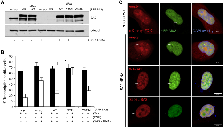 Figure 4