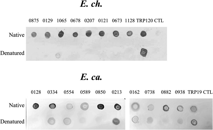 FIG 6