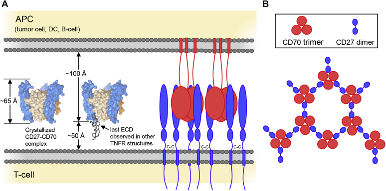 Figure 6