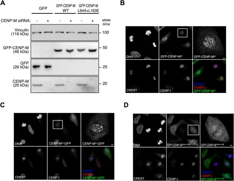 Figure 5—figure supplement 2.