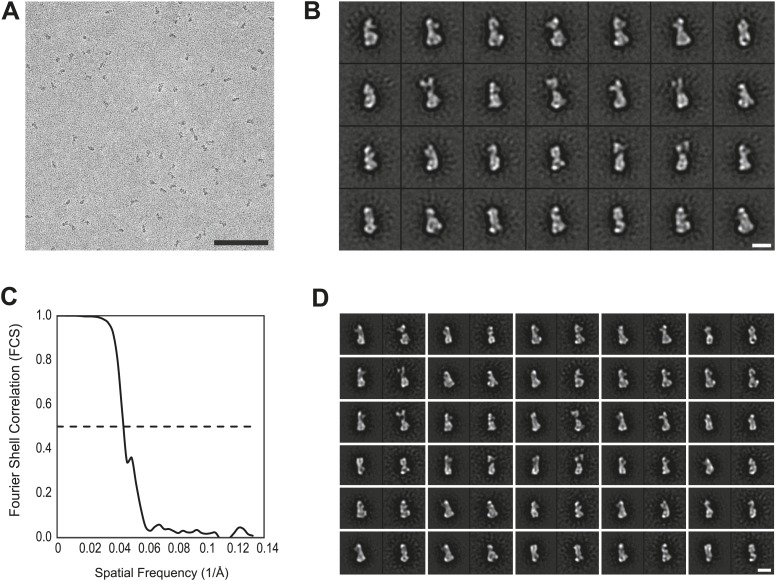 Figure 4—figure supplement 3.