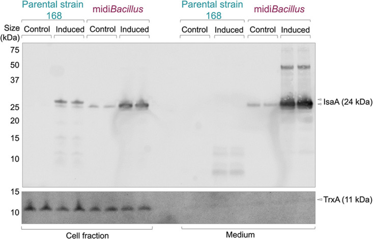 FIG 6