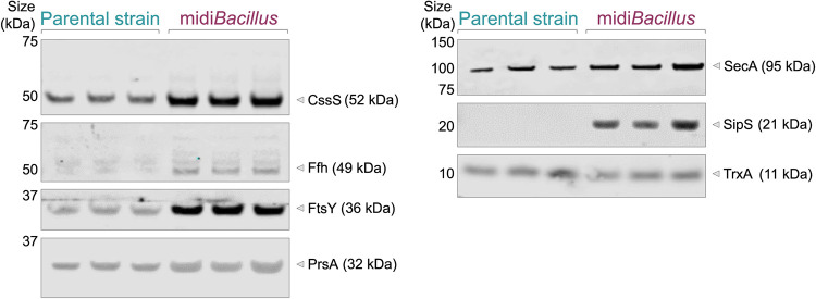 FIG 7