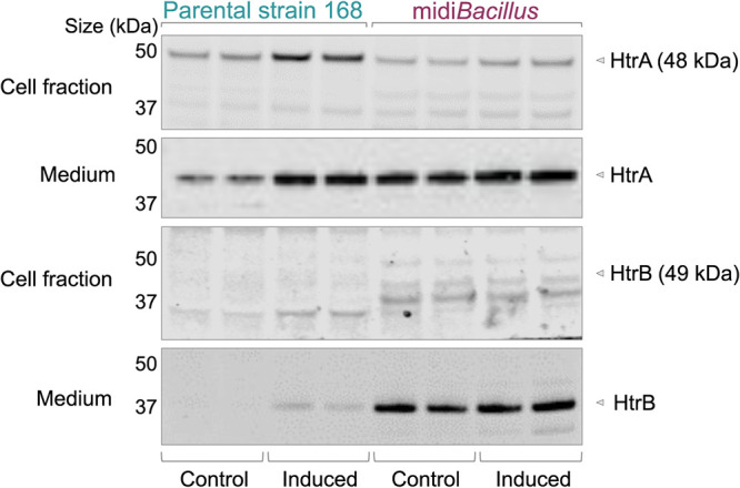 FIG 8