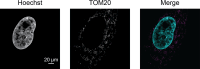 Figure 3—figure supplement 6.