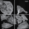 Figure 2—figure supplement 1.