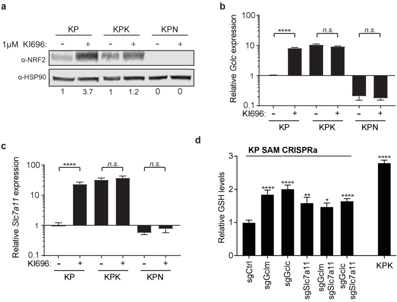 Figure 4—figure supplement 1.