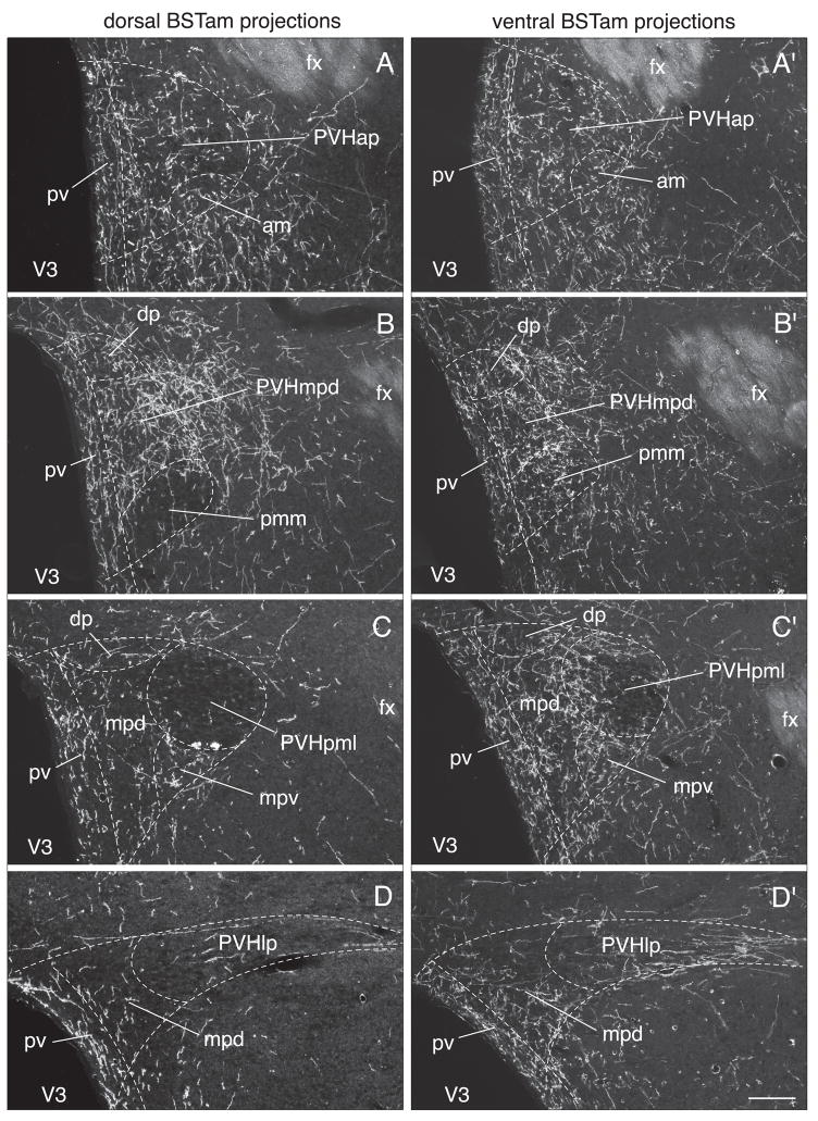 Fig. 11