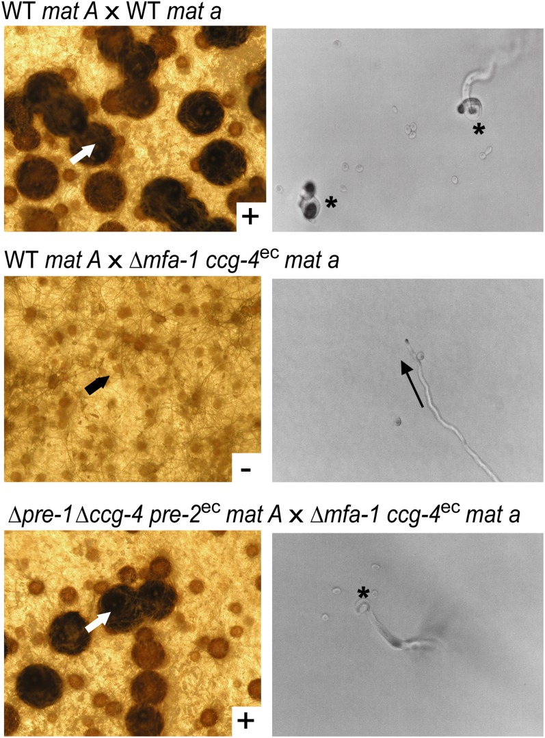 Figure 4 