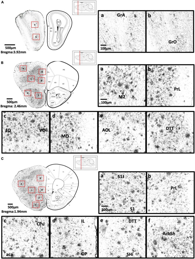 FIGURE 3