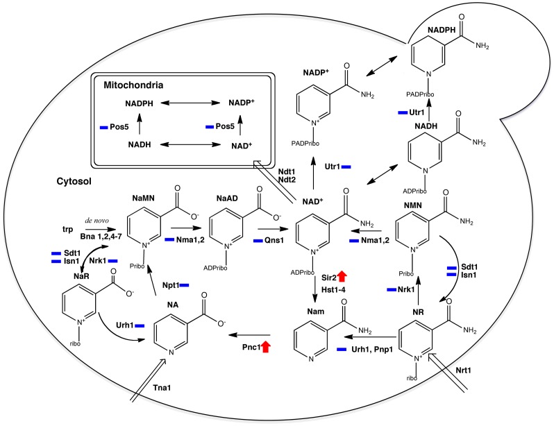 Figure 5