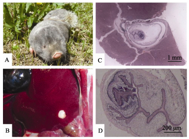 A: Example of plateau zokor <italic>Eospalax baileyi</italic>; B: Cyst in zokor liver tissue; C and D: Histopathological slices of a cyst.