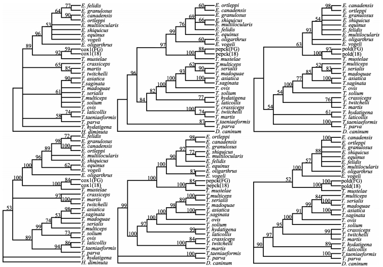 Upper tree is generated by maximum likelihood and the lower by Bayesian analysis. Each tree was rooted with <italic>Hymenolepis diminuta</italic> for cox1 and <italic>Dipylidium caninum</italic> for <italic>pepck</italic> and <italic>pold</italic>. Values at each node are bootstrap proportions (%).