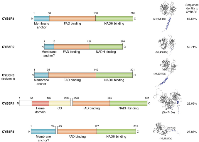 Figure 2