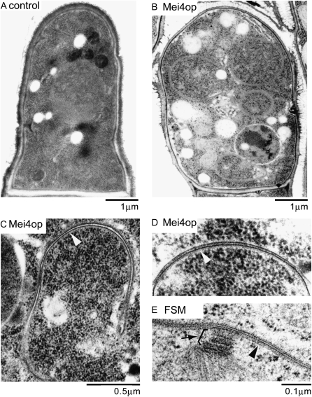 Figure 2.—