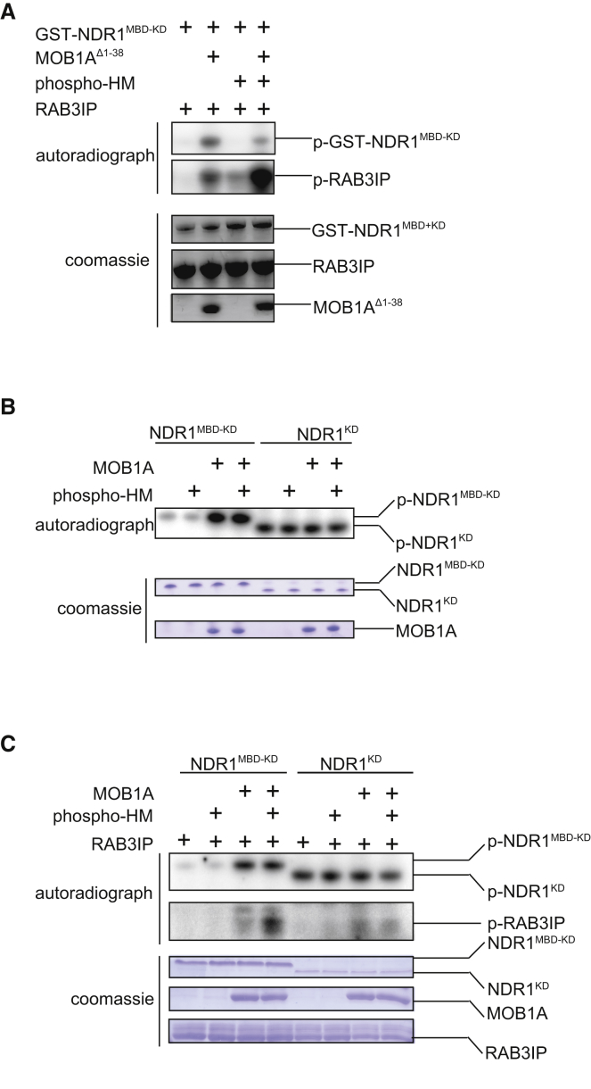 Figure 4