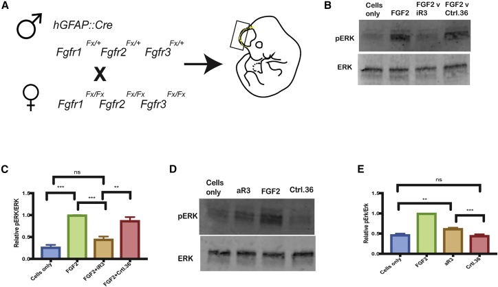 Figure 5