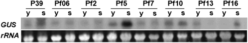 Figure 5.