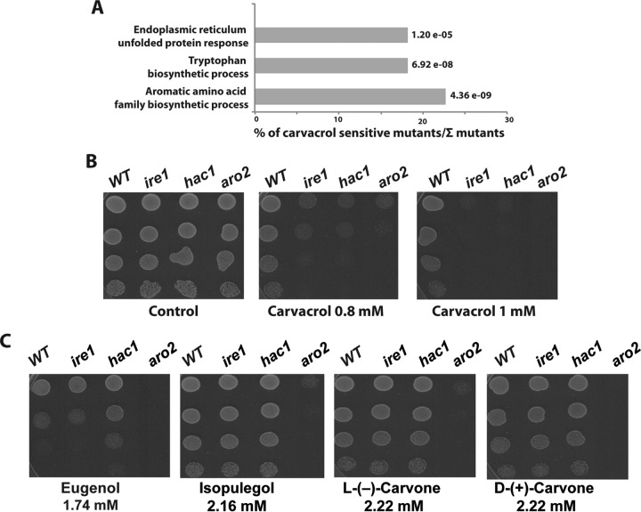 FIG 1